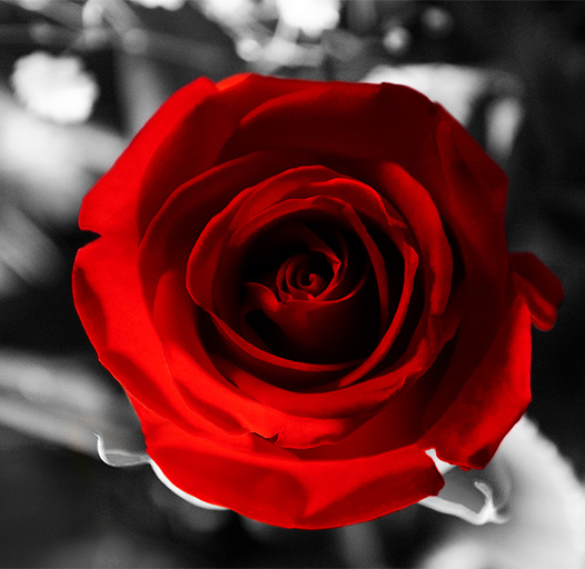 Beautiful Red Rose - Hans van Putten - Studio40parkLane