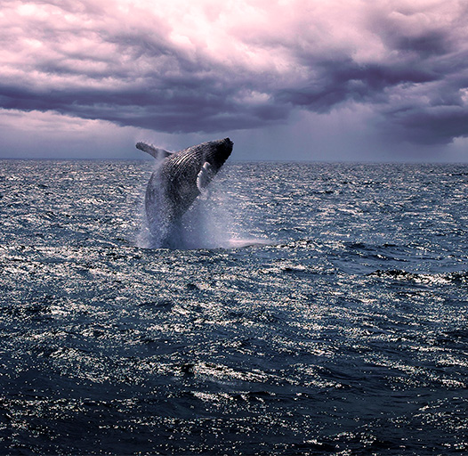 Whale Watching - province Town - Cape Cod - Hans van Putten - Studio40ParkLane
